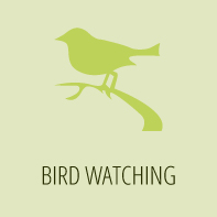 Bird watching