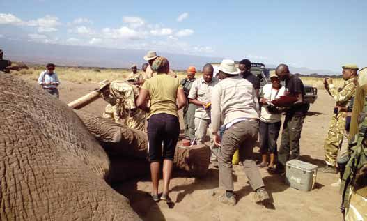 TRACKING TECHNOLOGY DEPLOYED TO HELP KEEP GIANT TUSKER FROM CROPS