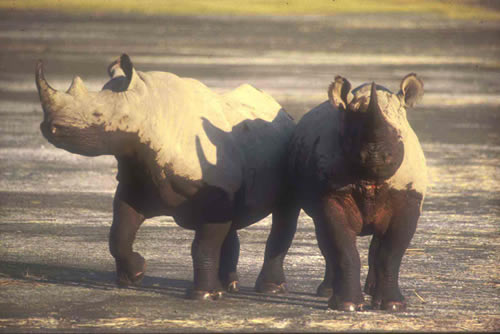 EXPERTS SET PRIORITY ACTIONS TO COMBAT WILDLIFE TRAFFICKING IN KENYA