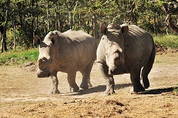 KWS STATEMENT ON DEATH OF RARE RHINOCEROUS