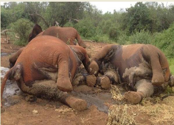 TWO HELD OVER ELEPHANT KILLINGS AS SEARCH FOR POACHERS MOUNTED