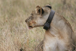 TWO LIONS TO BE RE-FITTED WITH TRACKING DEVICES IN AMBOSELI NATIONAL PARK