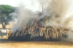 KWS CELEBRATES 20TH IVORY BURNING ANNIVERSARY