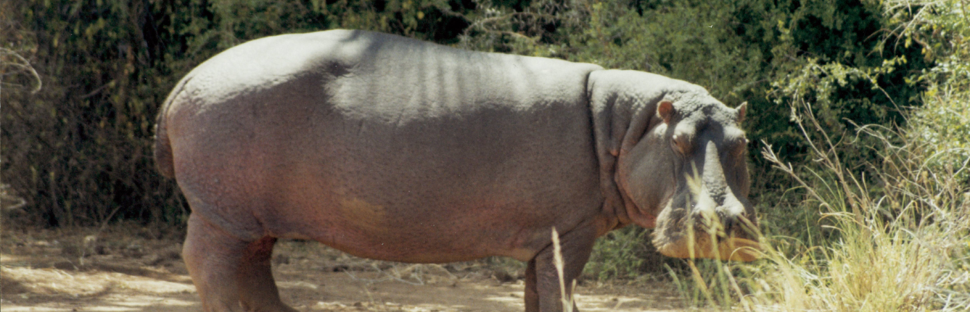 An undiscovered oasis of tranquility