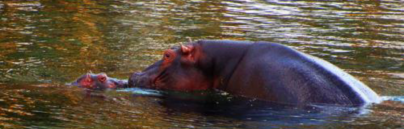 An undiscovered oasis of tranquility