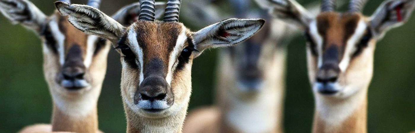 Beautiful and Rugged