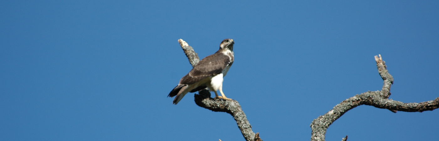 Ultimate Panoramic Experience