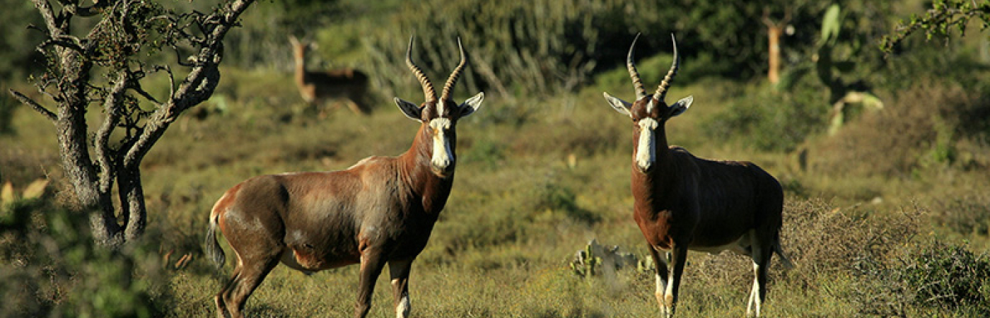 Sanctuary of the Sitatunga antelope