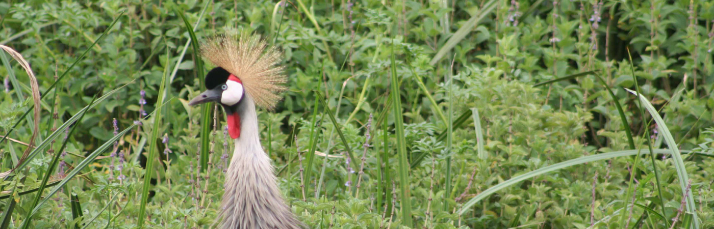 Sanctuary of the Sitatunga antelope