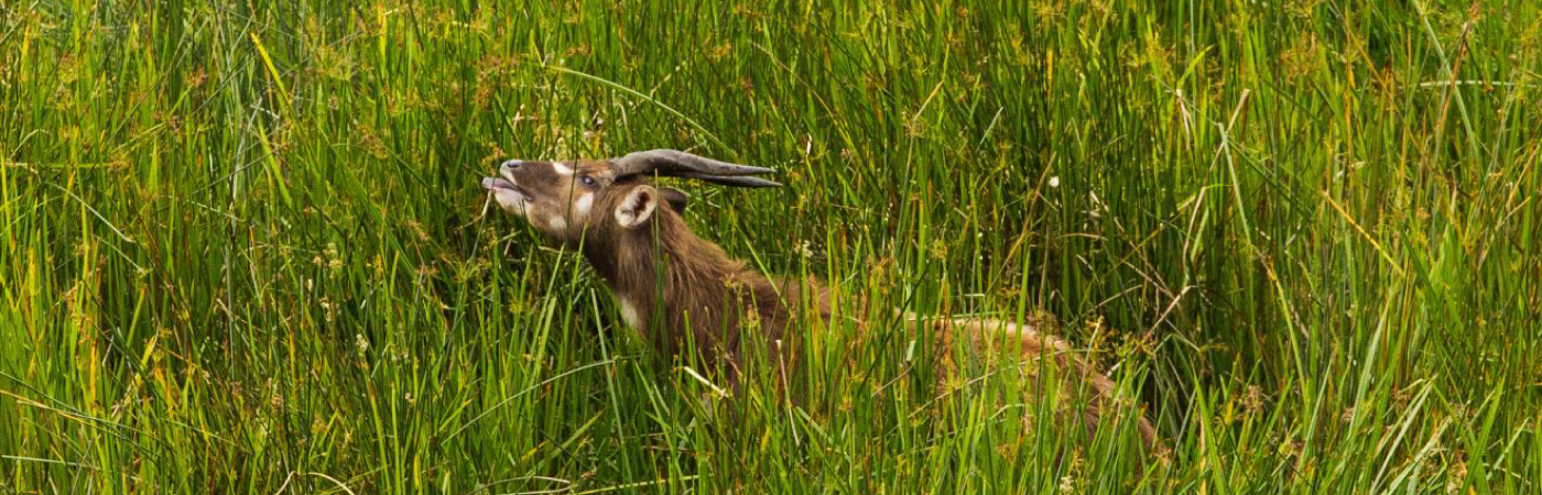 Paradise of the Sable antelope