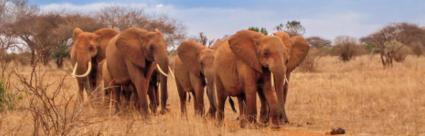 The Cradle of Mankind