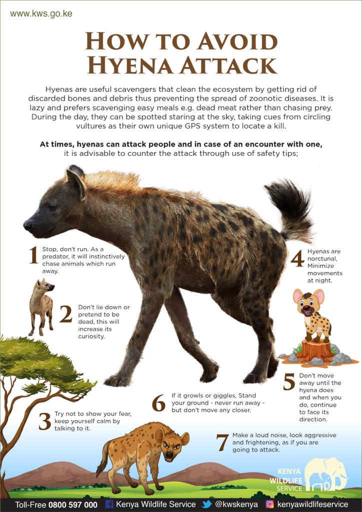 How to avoid Hyena attack | Kenya Wildlife Service