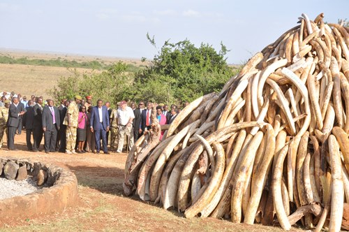 President Uhuru Kenyatta (in blue suit) prepares to torch a heap of 15 tonnes of ivory during celebrations to mark the World Wildlife Day on March 4, 2015 at the Ivory Burning site in Nairobi National Park.