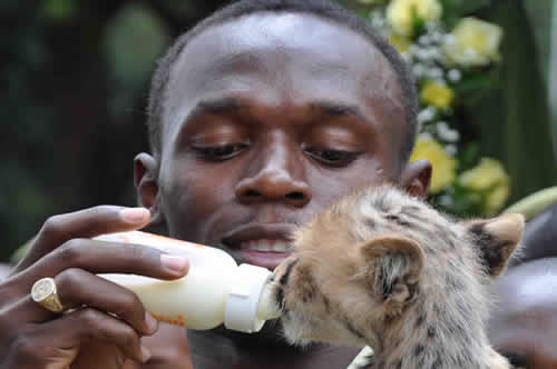 Usain Bolt bottle feeds a cheetah he adopted and named &#039;Lightning Bolt&#039; at the Nairobi Animal Orphanage during the launch of the Namayiana Wildlife Adoption yesterday November 2, 2009