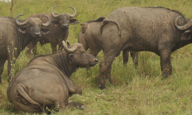 BUFFALOES MORTALITIES IN LAKE NAKURU NATIONAL PARK