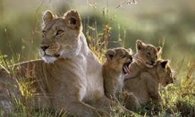 THREE SUSPECTS ARRESTED OVER POISONING OF TWO LIONS