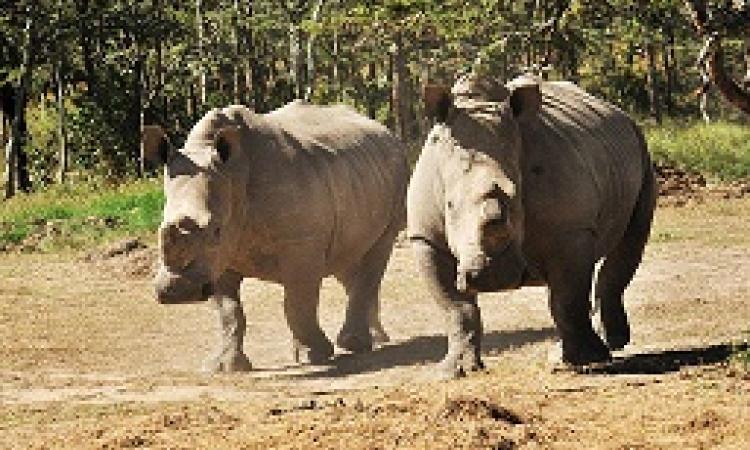 KWS STATEMENT ON DEATH OF RARE RHINOCEROUS