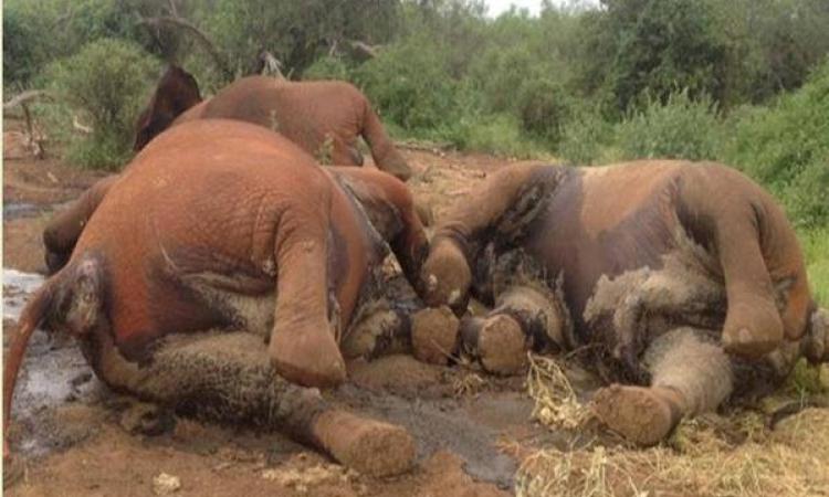 TWO HELD OVER ELEPHANT KILLINGS AS SEARCH FOR POACHERS MOUNTED