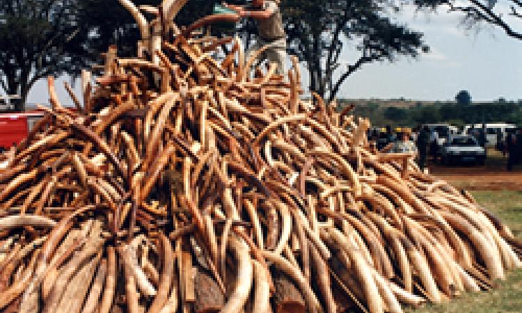 SIX SUSPECTED IVORY DEALERS CHARGED IN VOI COURT