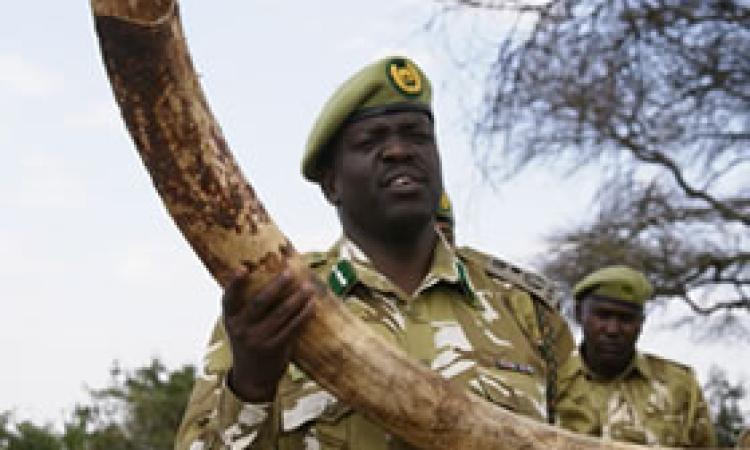 IVORY INTERCEPTED IN NAIROBI AND ADDIS ABABA