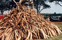 Historical: Ivory burning at the Nairobi National Park in 1989
